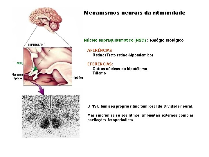 Mecanismos neurais da ritmicidade Núcleo supraquiasmatico (NSQ) : Relógio biológico AFERÊNCIAS Retina (Trato retino-hipotalamico)