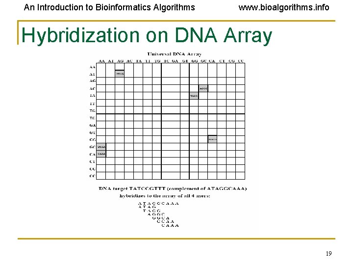 An Introduction to Bioinformatics Algorithms www. bioalgorithms. info Hybridization on DNA Array 19 
