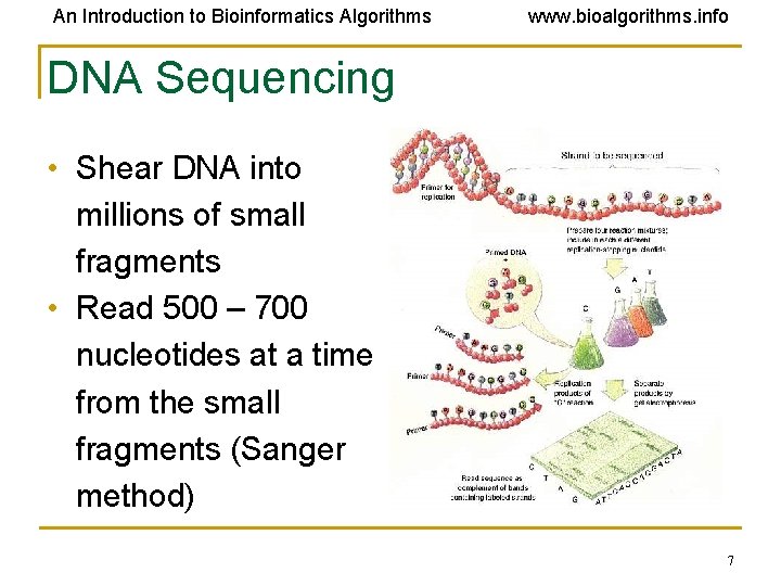 An Introduction to Bioinformatics Algorithms www. bioalgorithms. info DNA Sequencing • Shear DNA into