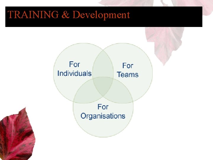 TRAINING & Development 