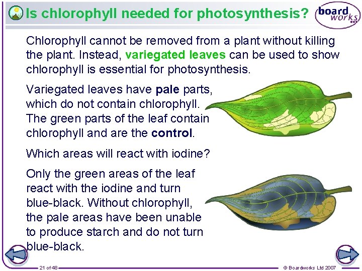 Is chlorophyll needed for photosynthesis? Chlorophyll cannot be removed from a plant without killing