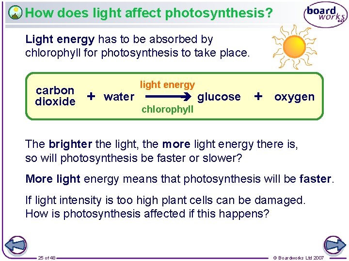 How does light affect photosynthesis? Light energy has to be absorbed by chlorophyll for