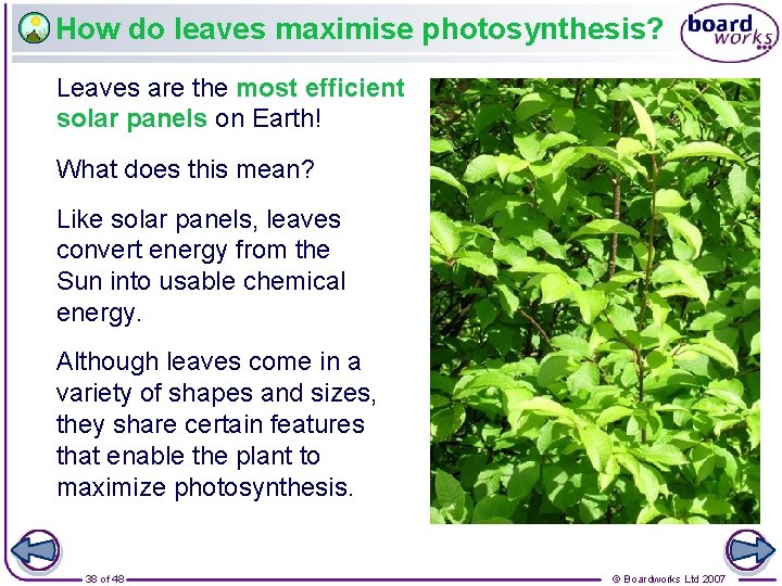 How do leaves maximise photosynthesis? Leaves are the most efficient solar panels on Earth!