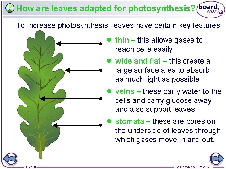 How are leaves adapted for photosynthesis? To increase photosynthesis, leaves have certain key features: