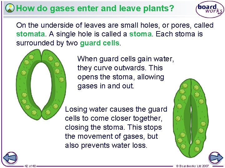 How do gases enter and leave plants? On the underside of leaves are small