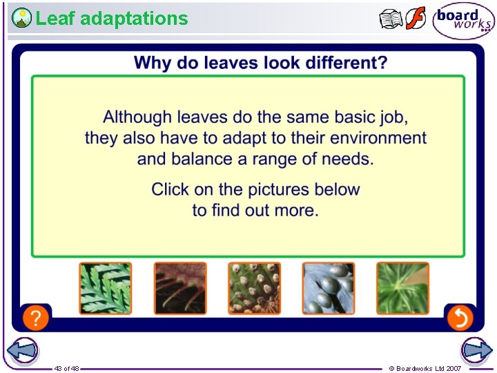 Leaf adaptations 43 of 48 © Boardworks Ltd 2007 