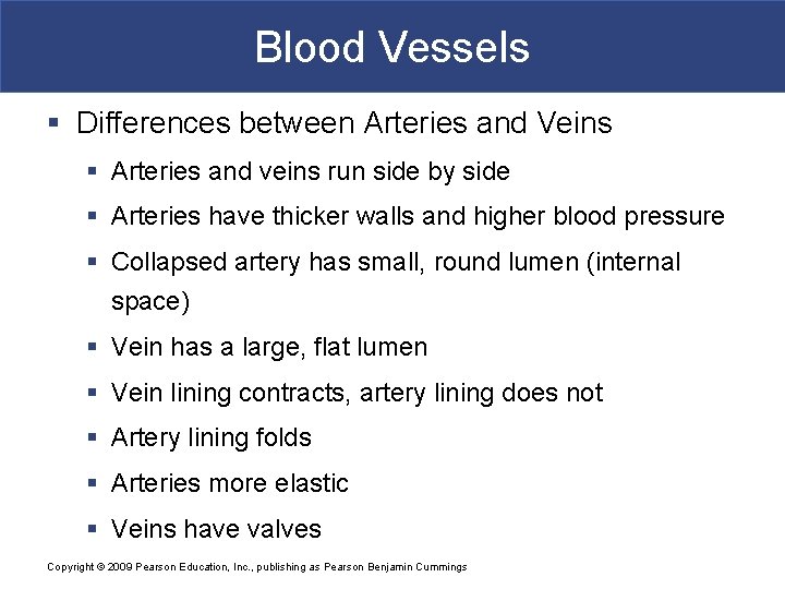 Blood Vessels § Differences between Arteries and Veins § Arteries and veins run side