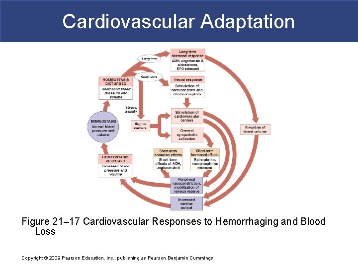 Cardiovascular Adaptation Figure 21– 17 Cardiovascular Responses to Hemorrhaging and Blood Loss Copyright ©