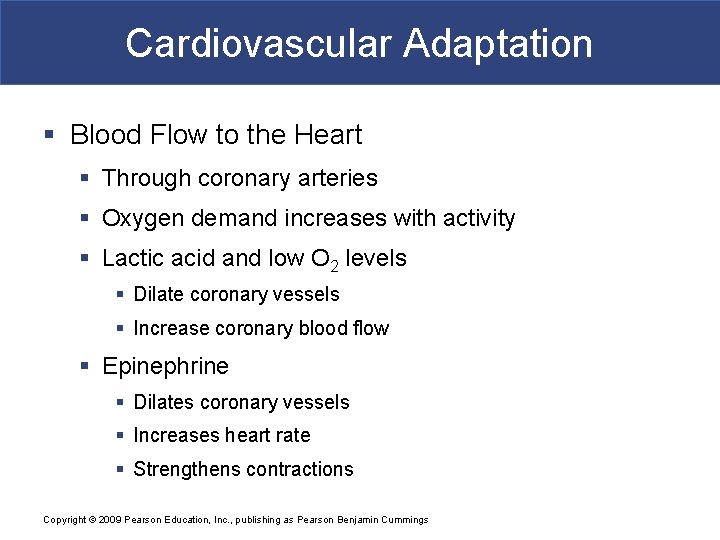 Cardiovascular Adaptation § Blood Flow to the Heart § Through coronary arteries § Oxygen