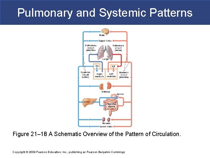 Pulmonary and Systemic Patterns Figure 21– 18 A Schematic Overview of the Pattern of