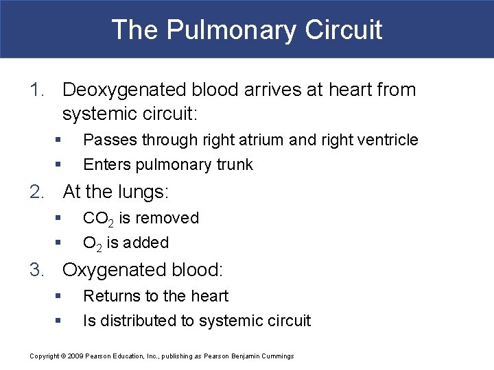 The Pulmonary Circuit 1. Deoxygenated blood arrives at heart from systemic circuit: § §