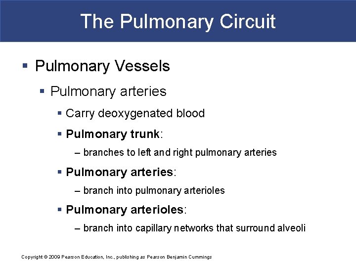 The Pulmonary Circuit § Pulmonary Vessels § Pulmonary arteries § Carry deoxygenated blood §