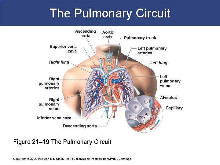 The Pulmonary Circuit Figure 21– 19 The Pulmonary Circuit Copyright © 2009 Pearson Education,