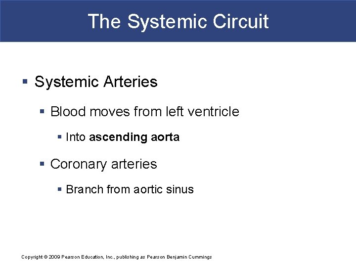 The Systemic Circuit § Systemic Arteries § Blood moves from left ventricle § Into