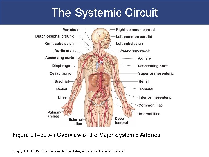 The Systemic Circuit Figure 21– 20 An Overview of the Major Systemic Arteries Copyright