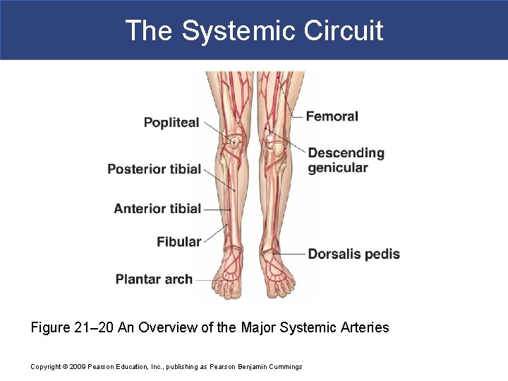 The Systemic Circuit Figure 21– 20 An Overview of the Major Systemic Arteries Copyright