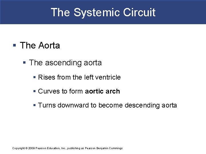 The Systemic Circuit § The Aorta § The ascending aorta § Rises from the