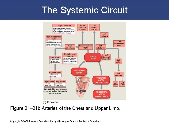 The Systemic Circuit Figure 21– 21 b Arteries of the Chest and Upper Limb.