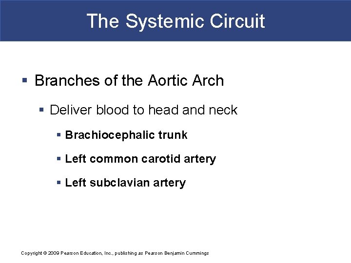 The Systemic Circuit § Branches of the Aortic Arch § Deliver blood to head