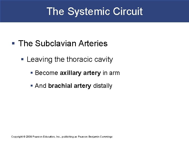 The Systemic Circuit § The Subclavian Arteries § Leaving the thoracic cavity § Become