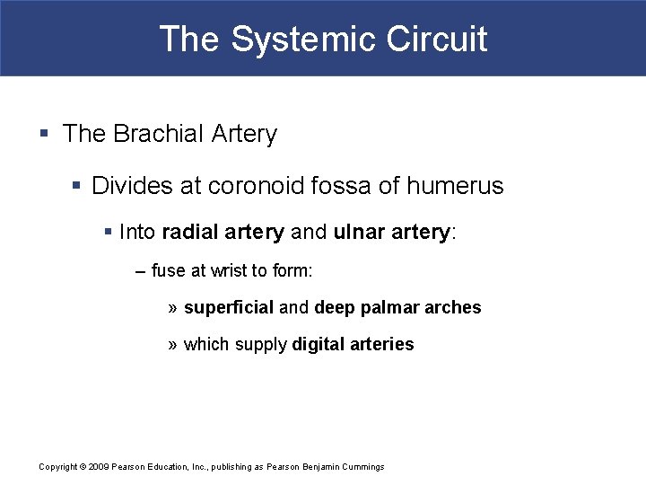 The Systemic Circuit § The Brachial Artery § Divides at coronoid fossa of humerus