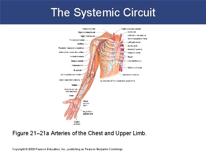 The Systemic Circuit Figure 21– 21 a Arteries of the Chest and Upper Limb.