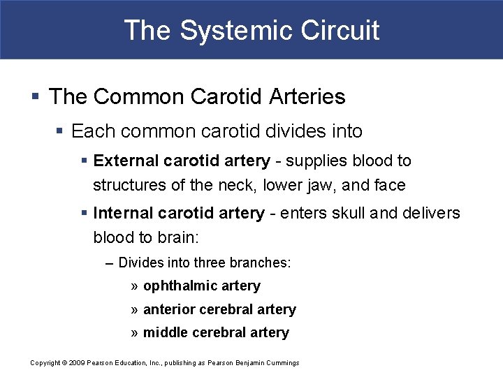 The Systemic Circuit § The Common Carotid Arteries § Each common carotid divides into