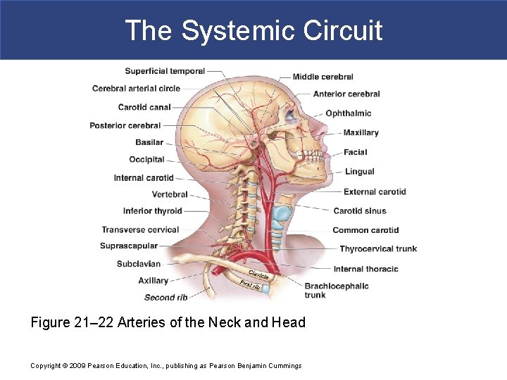 The Systemic Circuit Figure 21– 22 Arteries of the Neck and Head Copyright ©