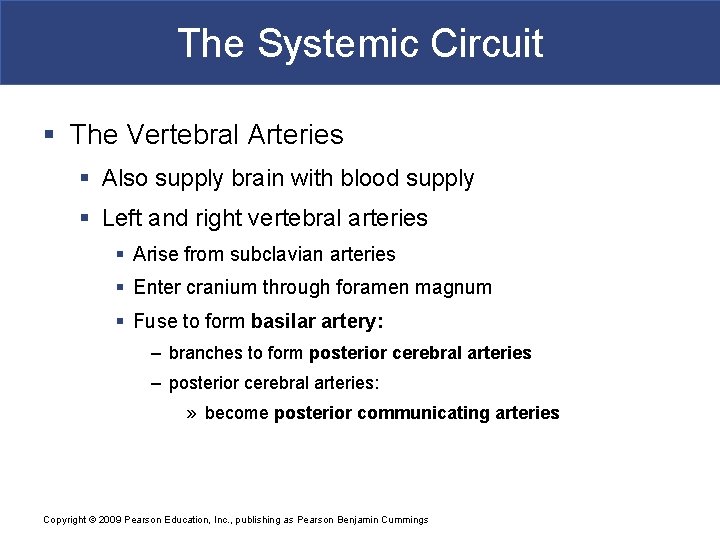 The Systemic Circuit § The Vertebral Arteries § Also supply brain with blood supply