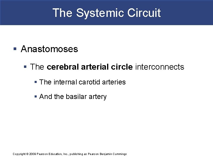 The Systemic Circuit § Anastomoses § The cerebral arterial circle interconnects § The internal