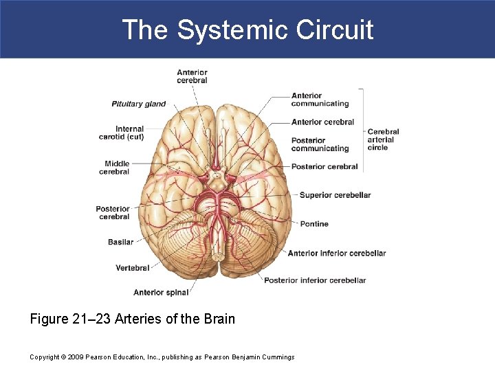 The Systemic Circuit Figure 21– 23 Arteries of the Brain Copyright © 2009 Pearson