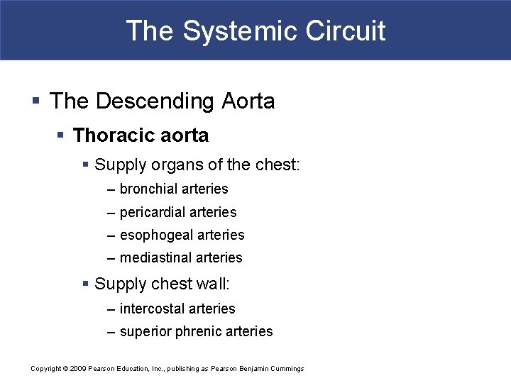 The Systemic Circuit § The Descending Aorta § Thoracic aorta § Supply organs of