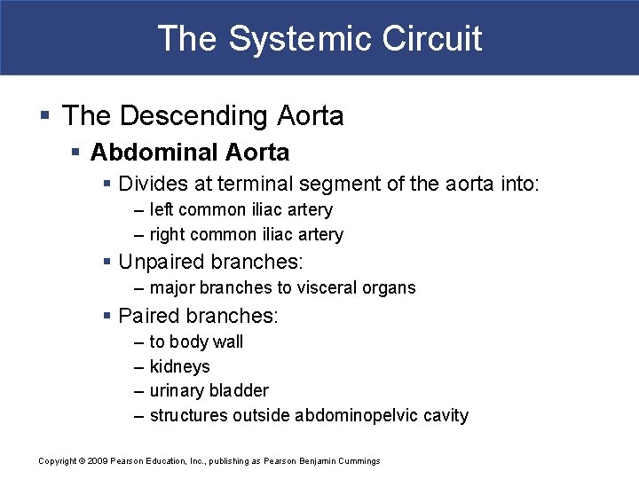 The Systemic Circuit § The Descending Aorta § Abdominal Aorta § Divides at terminal