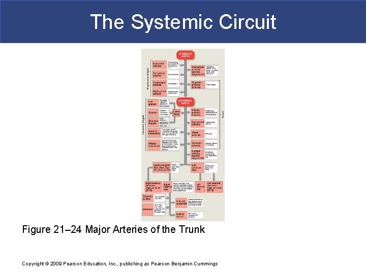 The Systemic Circuit Figure 21– 24 Major Arteries of the Trunk Copyright © 2009