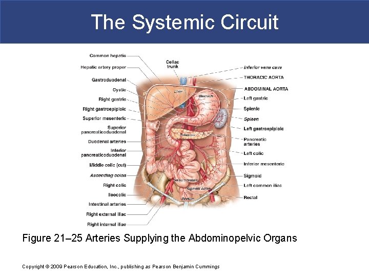 The Systemic Circuit Figure 21– 25 Arteries Supplying the Abdominopelvic Organs Copyright © 2009