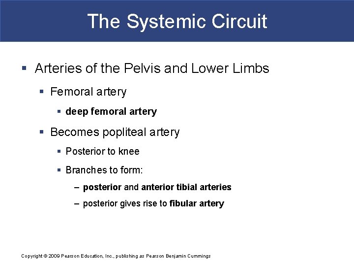 The Systemic Circuit § Arteries of the Pelvis and Lower Limbs § Femoral artery