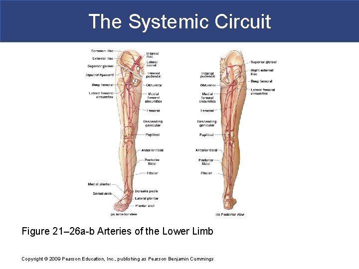The Systemic Circuit Figure 21– 26 a-b Arteries of the Lower Limb Copyright ©