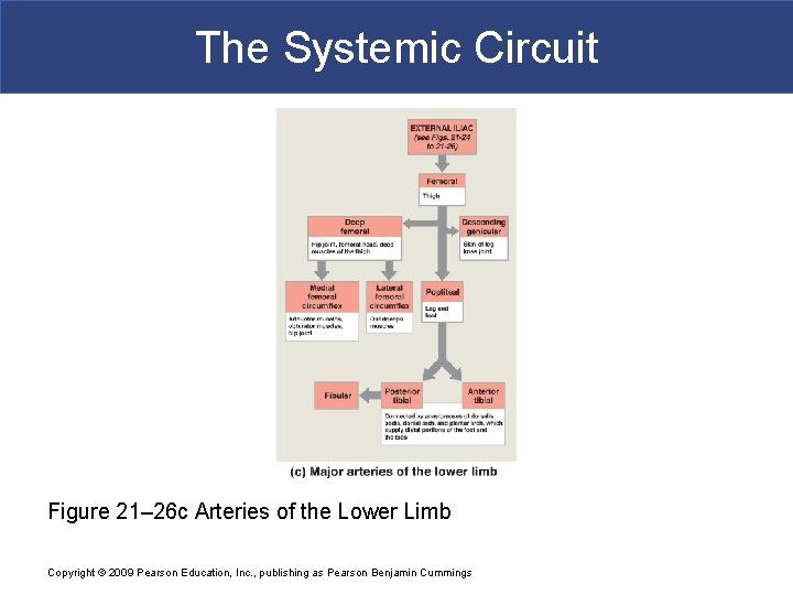 The Systemic Circuit Figure 21– 26 c Arteries of the Lower Limb Copyright ©