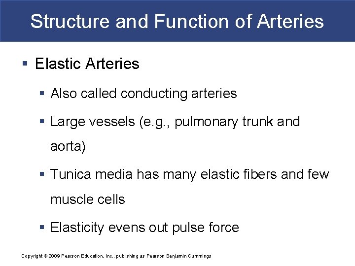 Structure and Function of Arteries § Elastic Arteries § Also called conducting arteries §