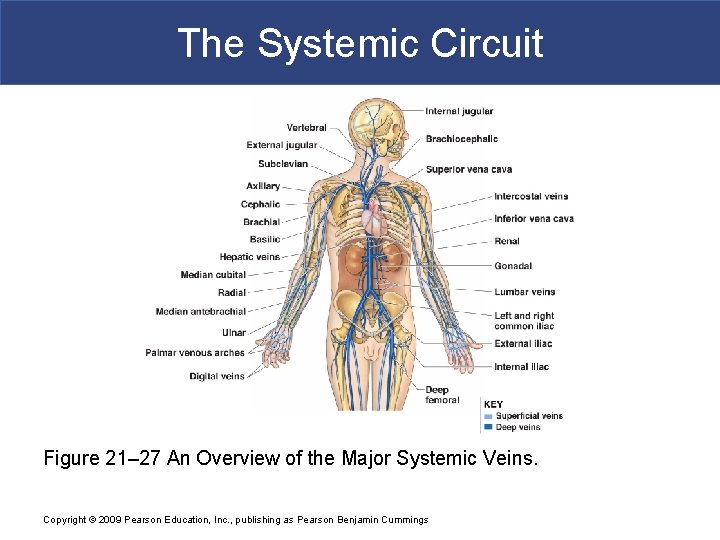 The Systemic Circuit Figure 21– 27 An Overview of the Major Systemic Veins. Copyright