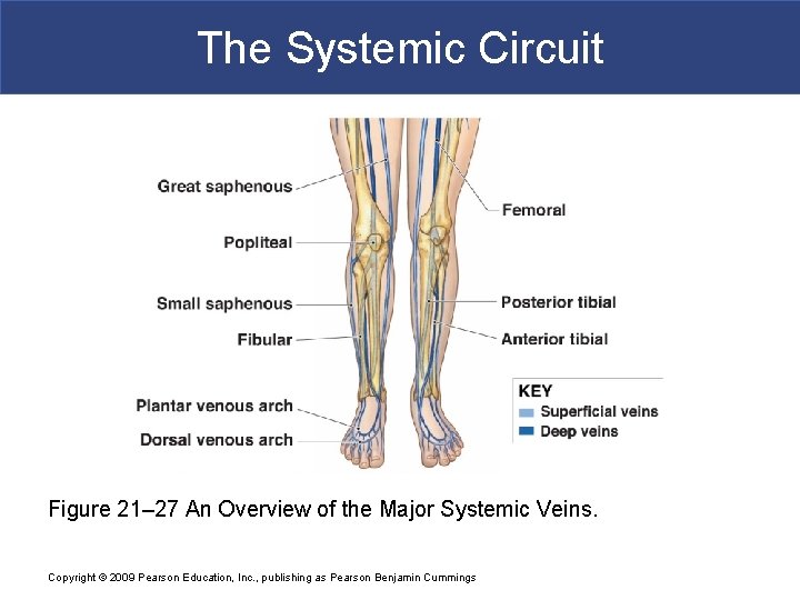 The Systemic Circuit Figure 21– 27 An Overview of the Major Systemic Veins. Copyright