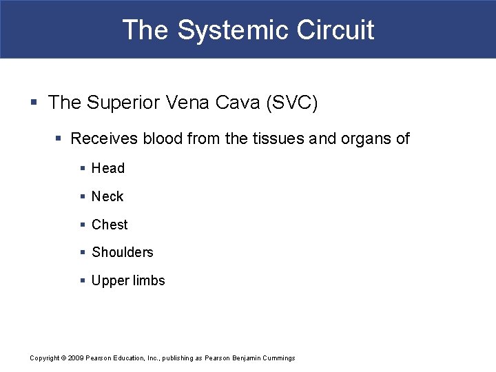 The Systemic Circuit § The Superior Vena Cava (SVC) § Receives blood from the