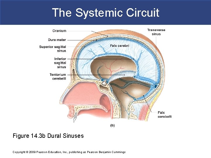 The Systemic Circuit Figure 14. 3 b Dural Sinuses Copyright © 2009 Pearson Education,