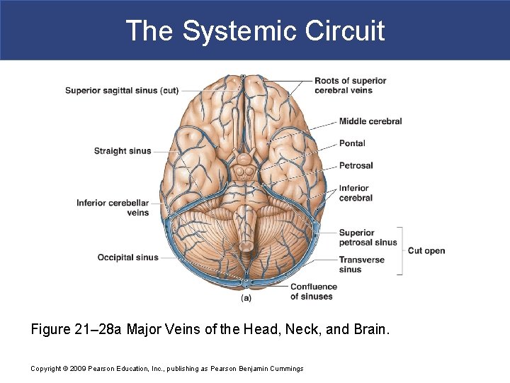 The Systemic Circuit Figure 21– 28 a Major Veins of the Head, Neck, and