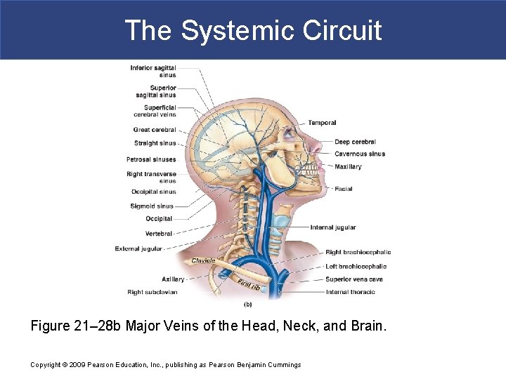 The Systemic Circuit Figure 21– 28 b Major Veins of the Head, Neck, and