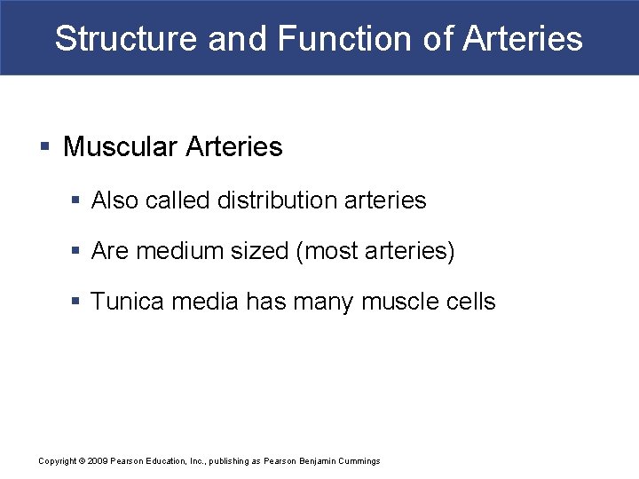 Structure and Function of Arteries § Muscular Arteries § Also called distribution arteries §