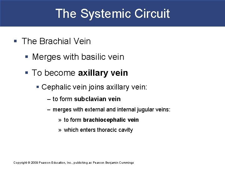 The Systemic Circuit § The Brachial Vein § Merges with basilic vein § To