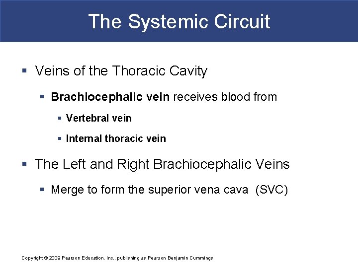 The Systemic Circuit § Veins of the Thoracic Cavity § Brachiocephalic vein receives blood
