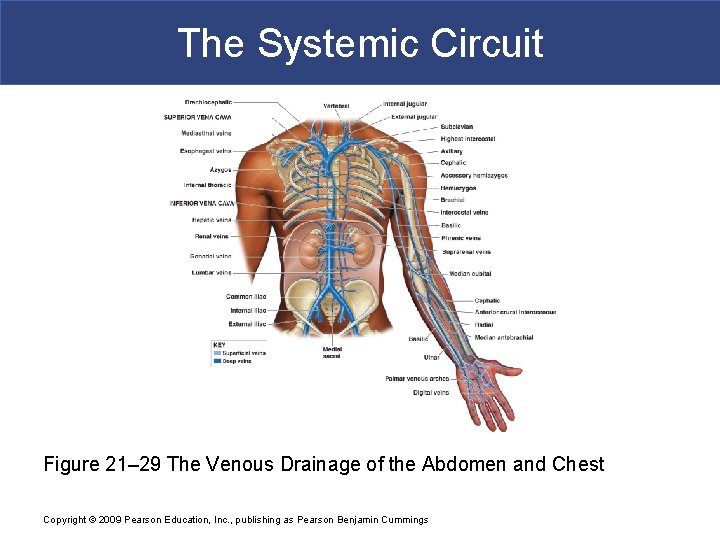 The Systemic Circuit Figure 21– 29 The Venous Drainage of the Abdomen and Chest