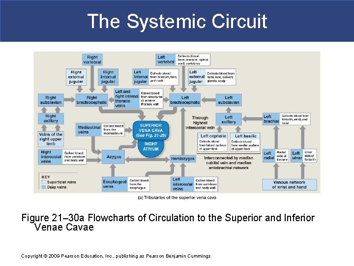 The Systemic Circuit Figure 21– 30 a Flowcharts of Circulation to the Superior and